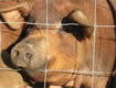 Red Wattle Hog Association