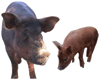 Red Wattle Hog Association