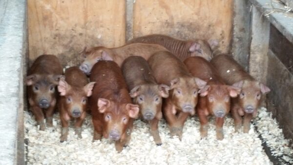 Group of Red Wattle piglets