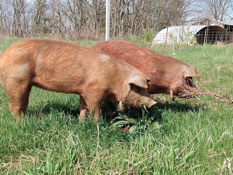 About Red Wattles Red Wattle Hog Association
