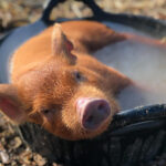 Piglet in bucket of water