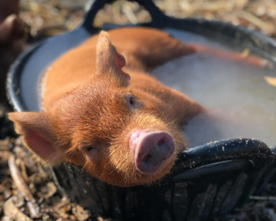 Piglet in bucket of water