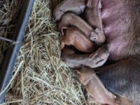 Red Wattle Piglets For Sale